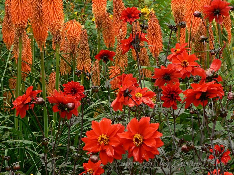 Sissinghurst Castle gardens P1120776.JPG